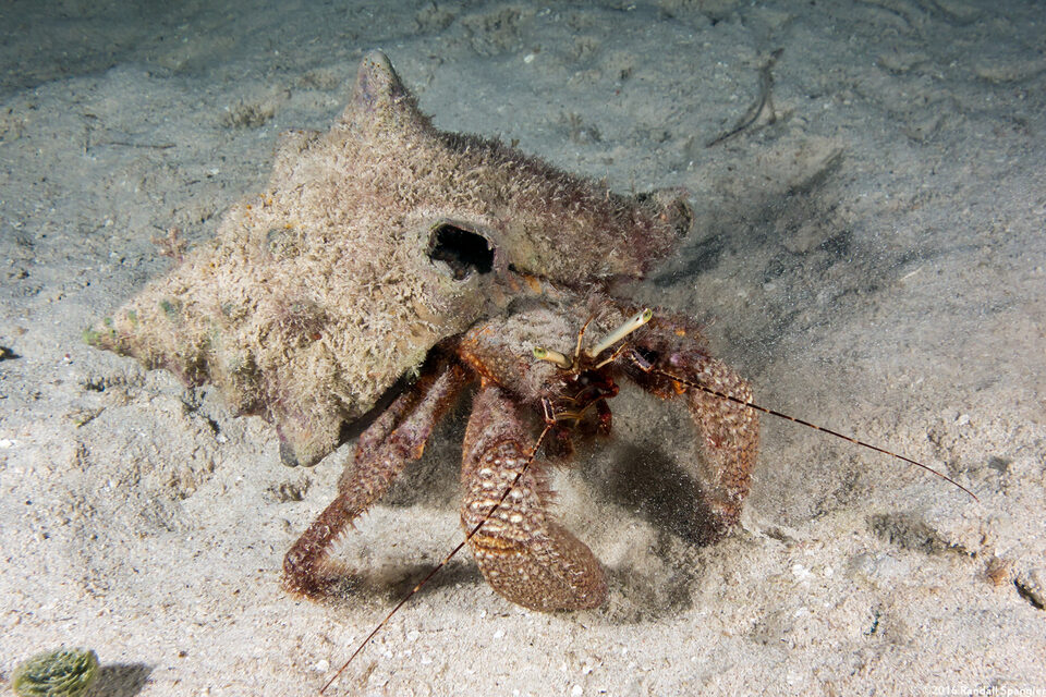 Petrochirus diogenes (Giant Hermit Crab)
