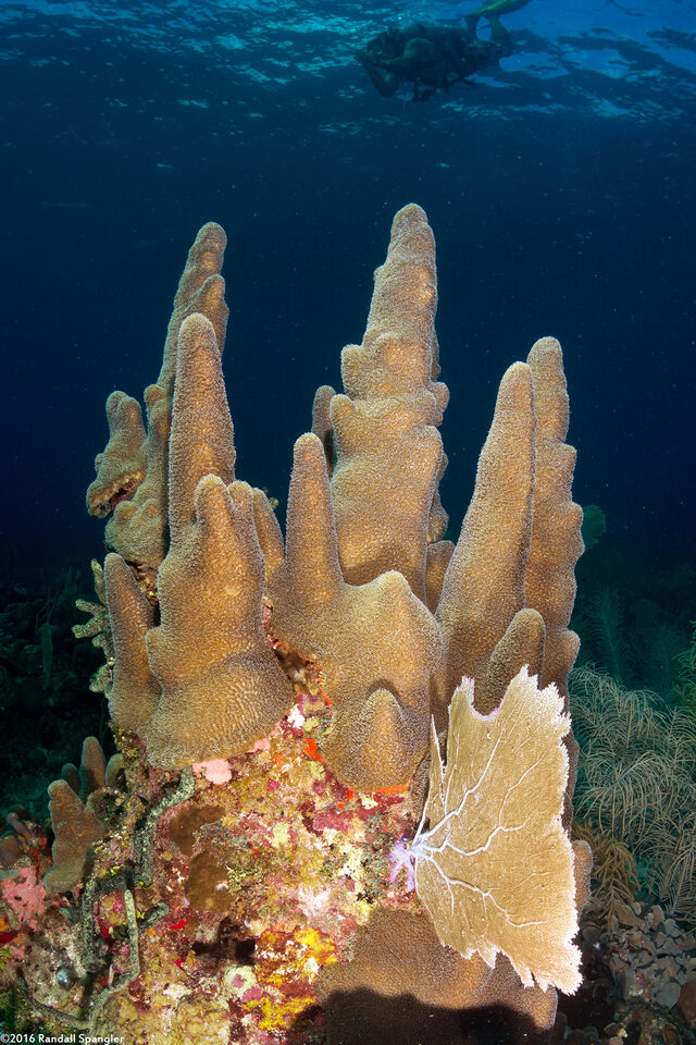 Dendrogyra cylindrus (Pillar Coral)