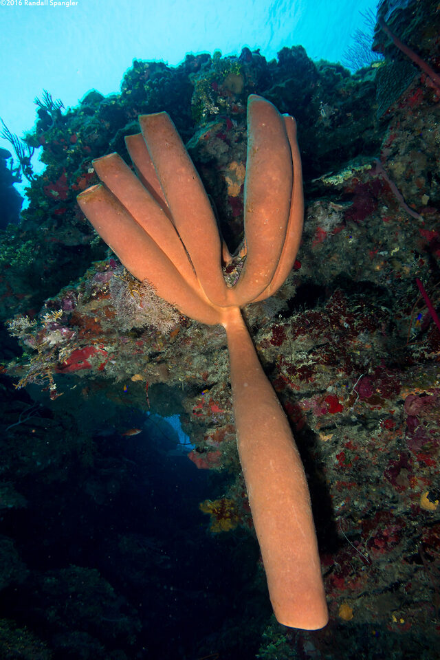 Agelas tubulata (Tubulate Sponge)