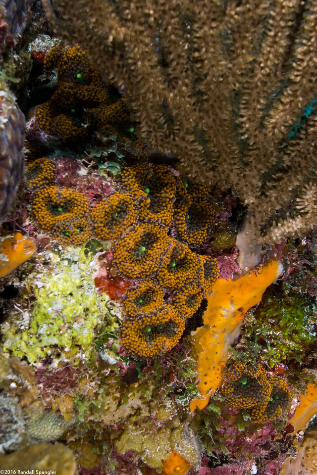 Ricordea florida (Florida Corallimorph)