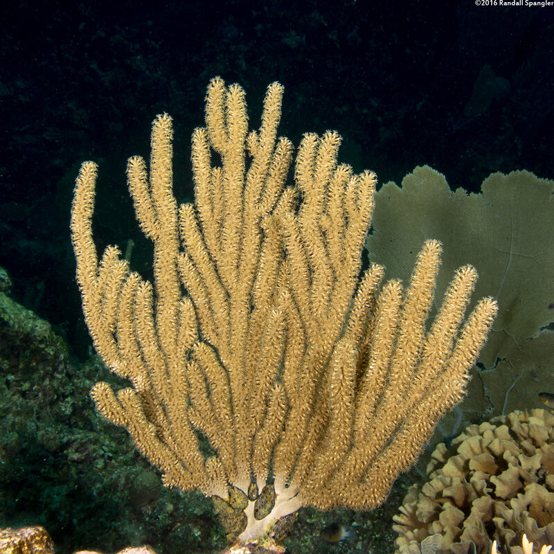 Eunicea mammosa (Swollen-Knob Candelabrum)