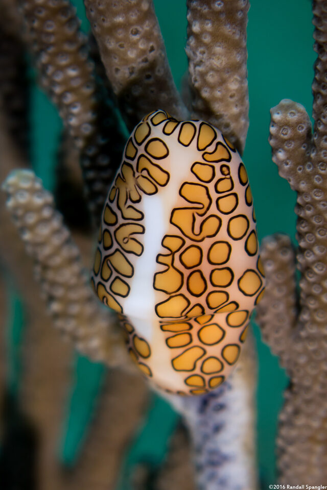 Cyphoma gibbosum (Flamingo Tongue)