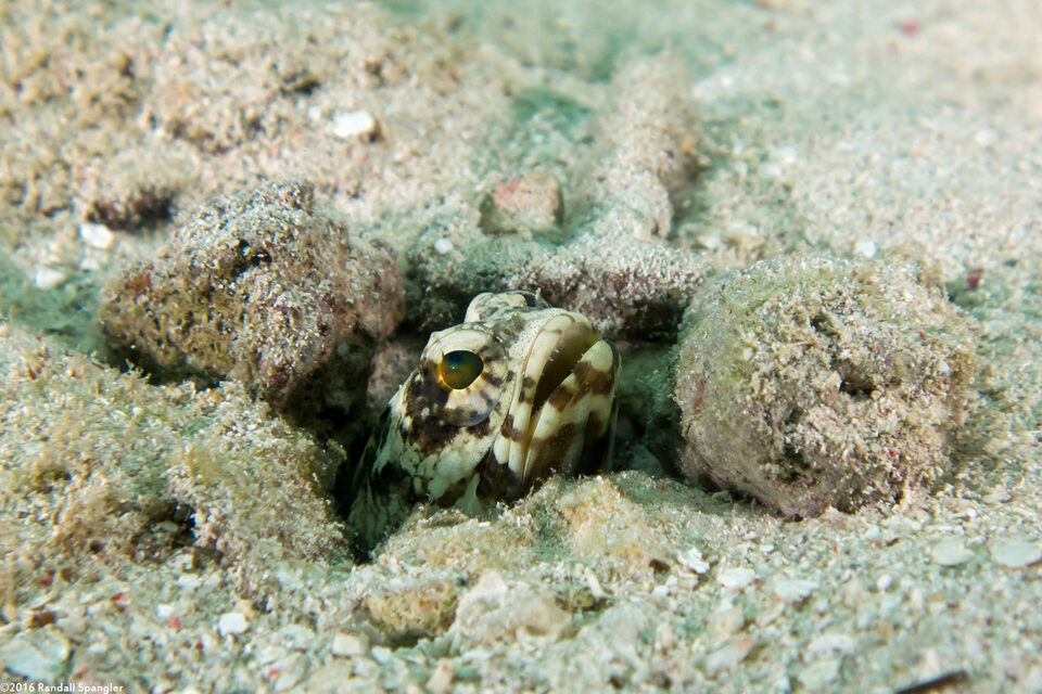 Opistognathus maxillosus (Mottled Jawfish)