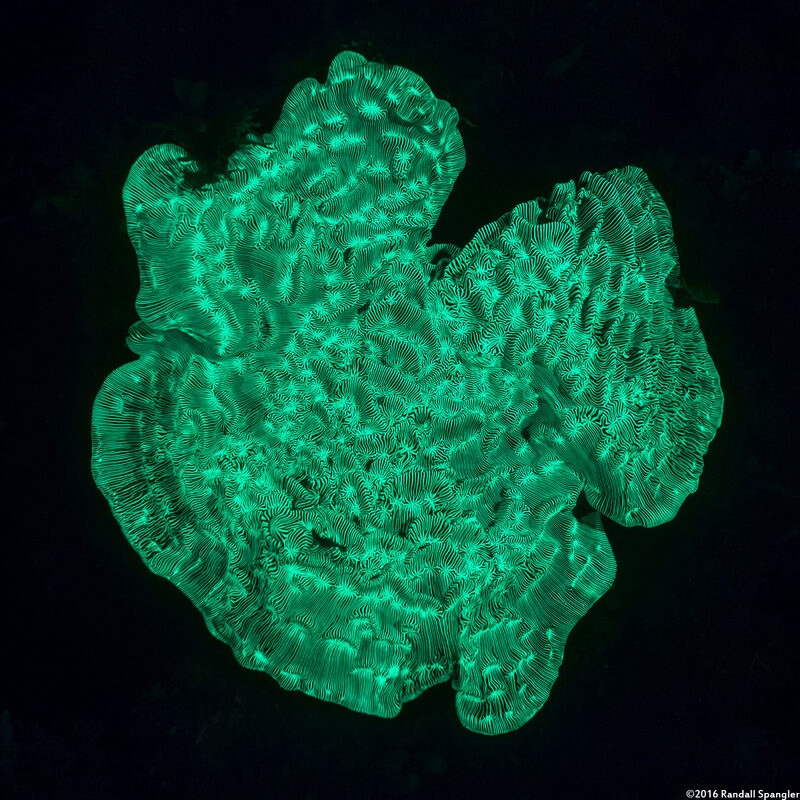 Helioseris cucullata (Sunray Lettuce Coral)