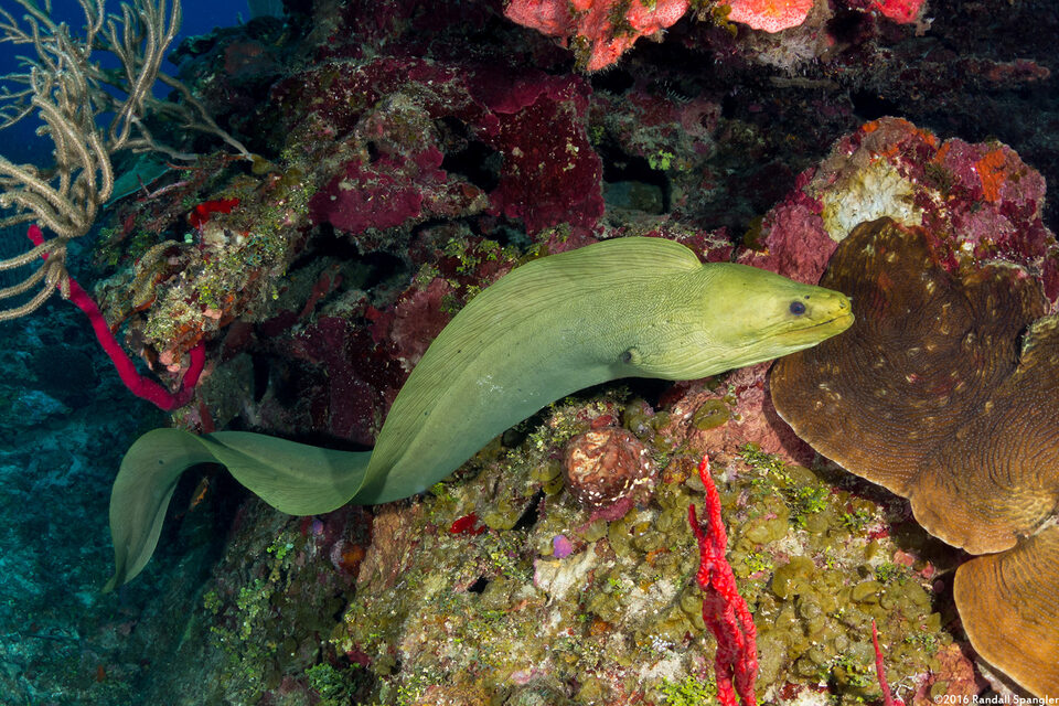 Gymnothorax funebris (Green Moray)