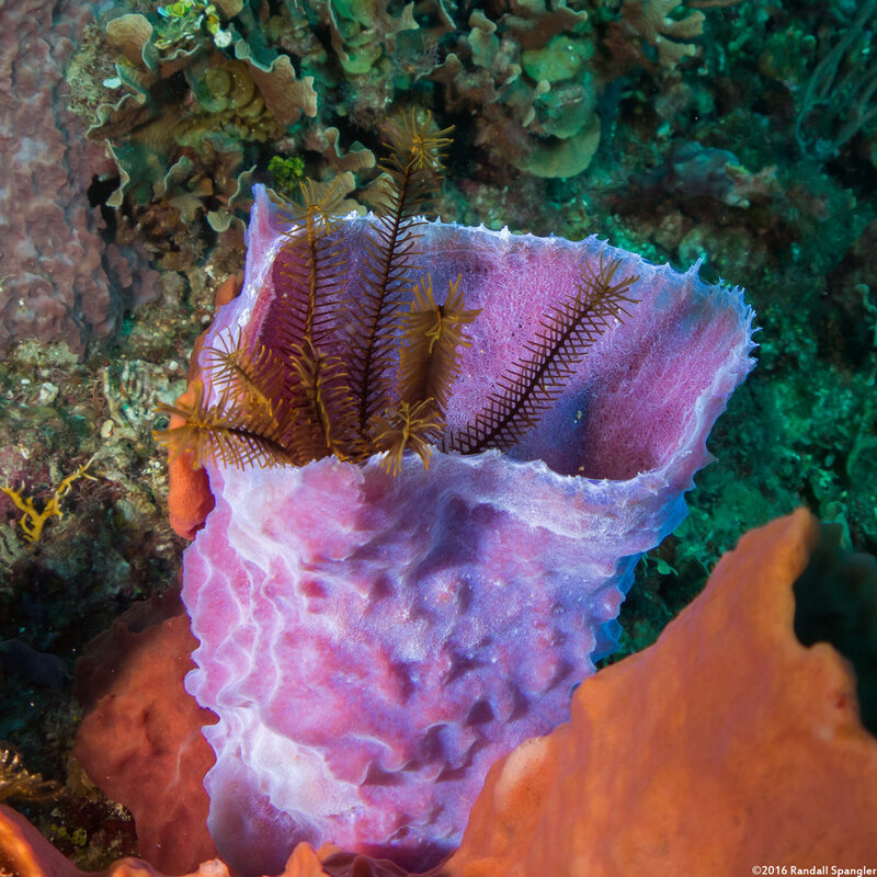 Callyspongia plicifera (Azure Vase Sponge)