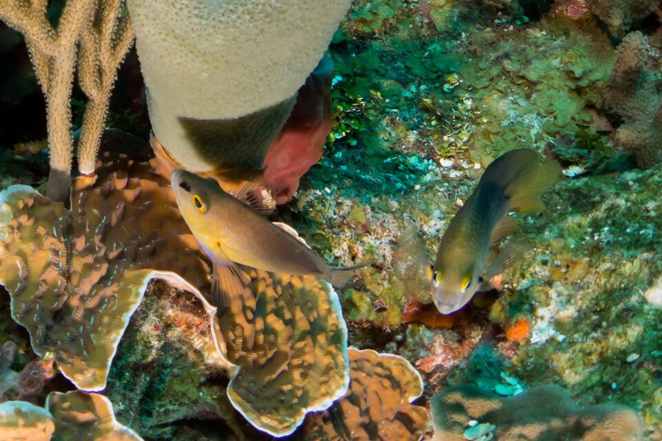 Hypoplectrus randallorum (Tan Hamlet)