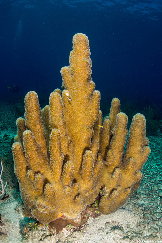 Dendrogyra cylindrus (Pillar Coral)