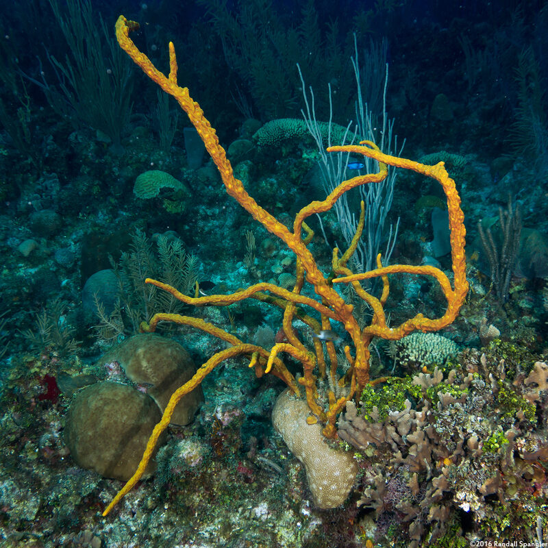 Aplysina cauliformis (Row Pore Rope Sponge)