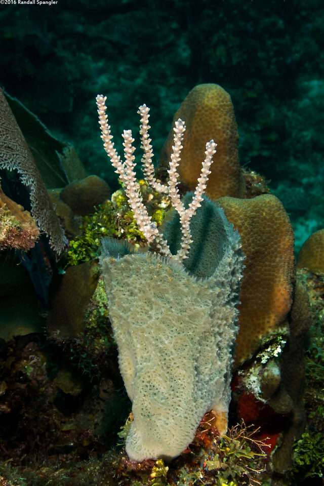 Eunicea succinea (Shelf-Knob Sea Rod)