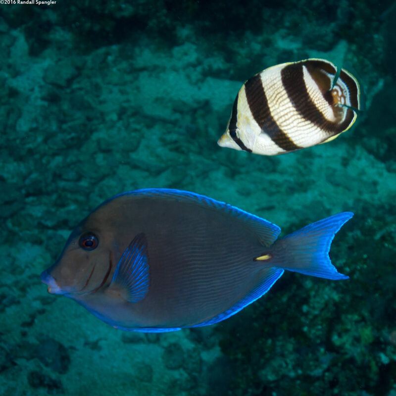 Acanthurus coeruleus (Blue Tang)