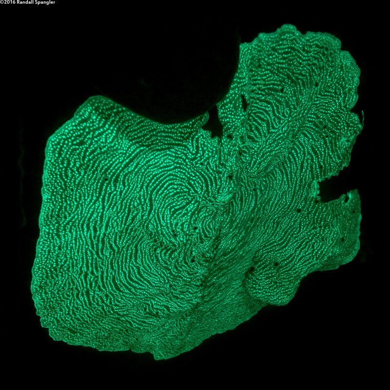 Agaricia lamarcki (Whitestar Sheet Coral)