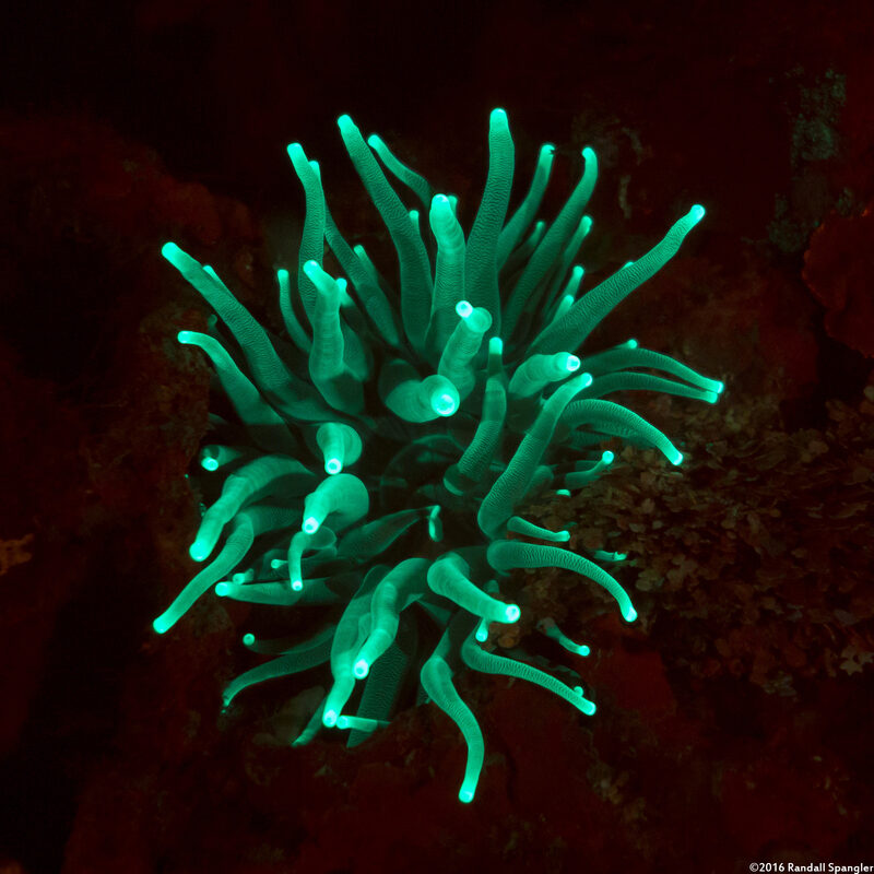 Condylactis gigantea (Giant Anemone)