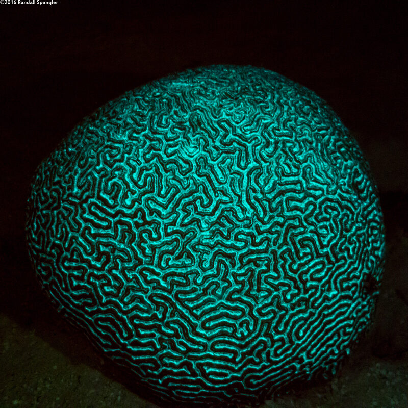 Pseudodiploria strigosa (Symmetrical Brain Coral)