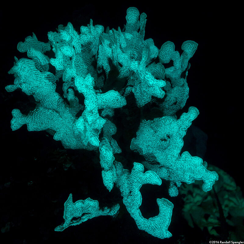 Agaricia agaricites (Lettuce Coral)