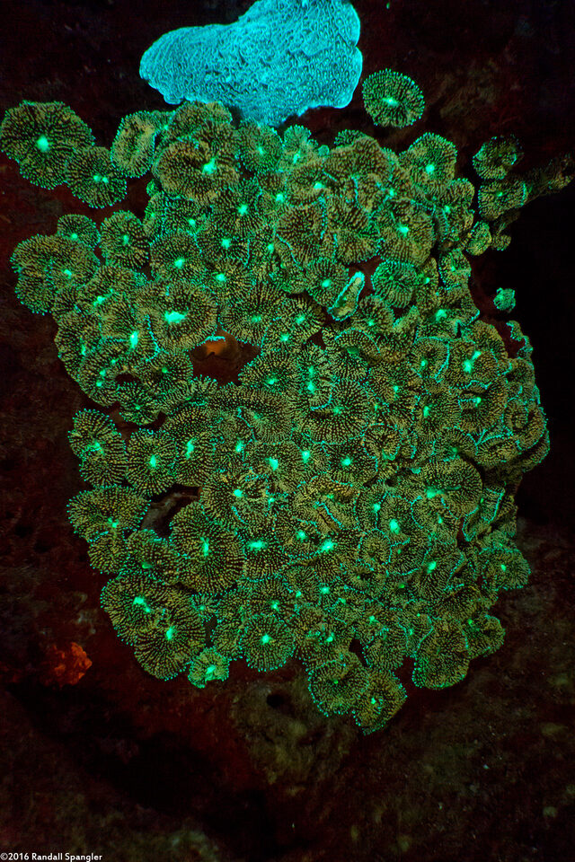 Ricordea florida (Florida Corallimorph)