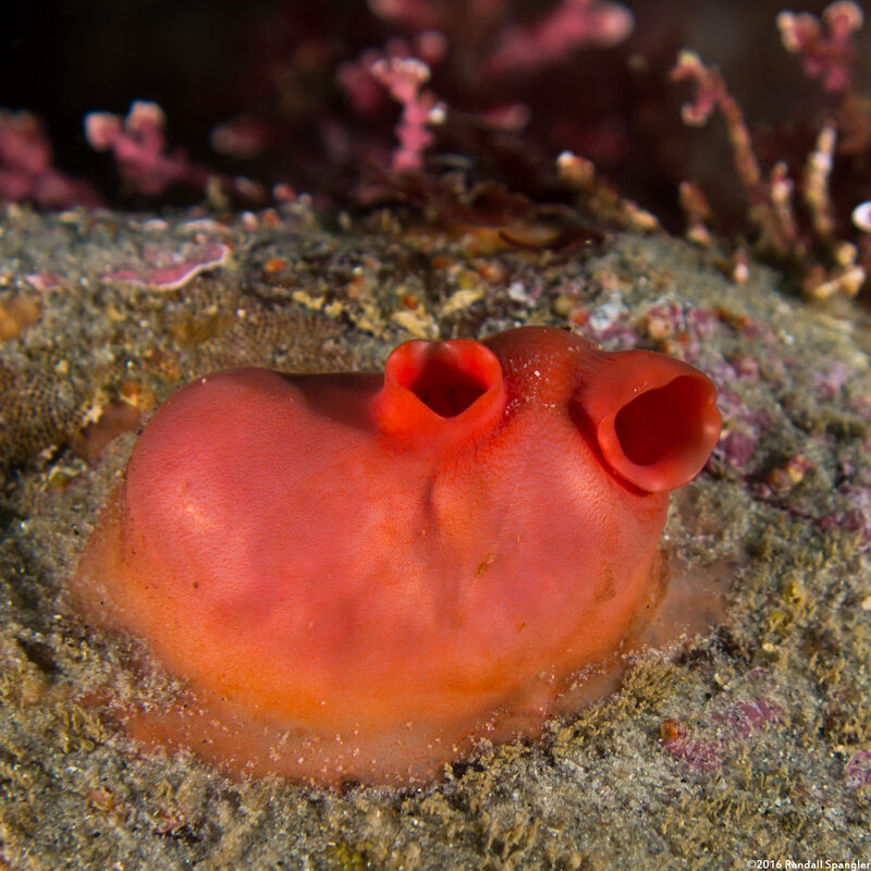 Cnemidocarpa finmarkiensis (Shiny Orange Sea Squirt)