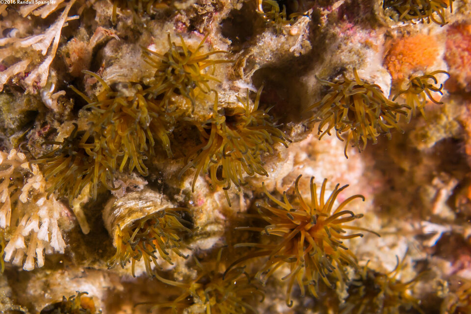 Dodecaceria pacifica (Colonial Tube Worm)