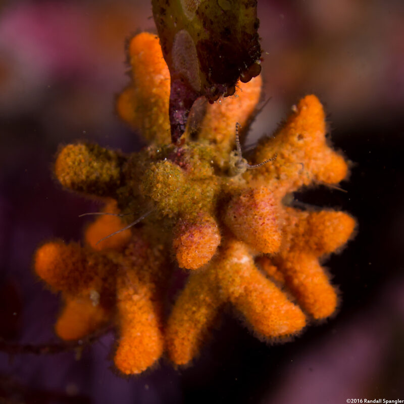Celleporina robertsoniae (Celleporina Robertsoniae)