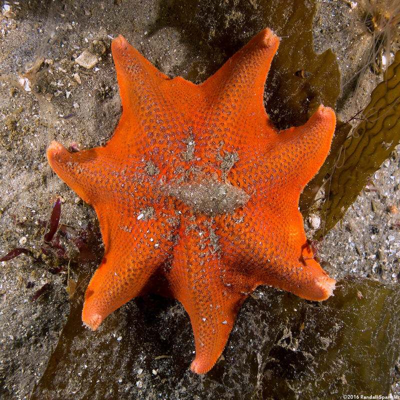 Patiria miniata (Bat Star)
