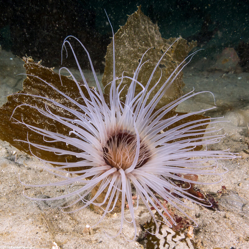 Pachycerianthus fimbriatus (Tube-Dwelling Anemone)