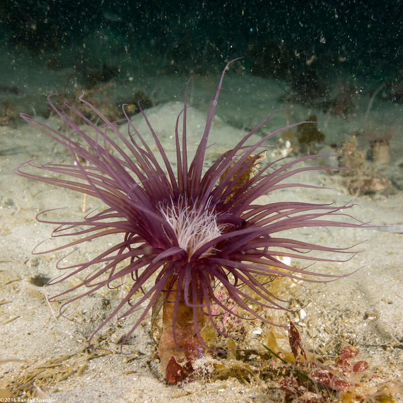 Pachycerianthus fimbriatus (Tube-Dwelling Anemone)