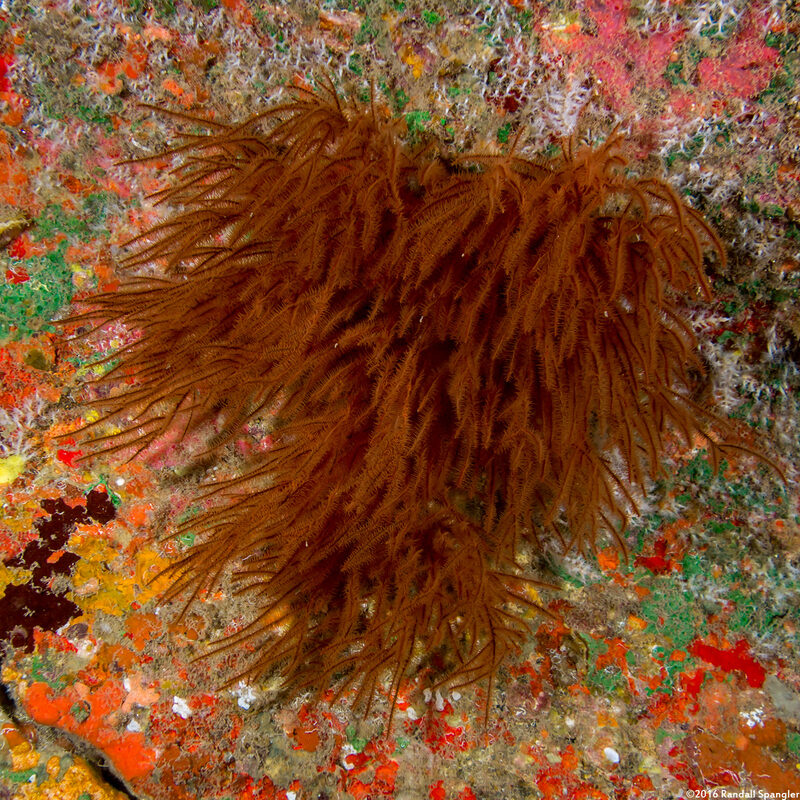 Antipathes griggi (Hawaiian Black Coral)