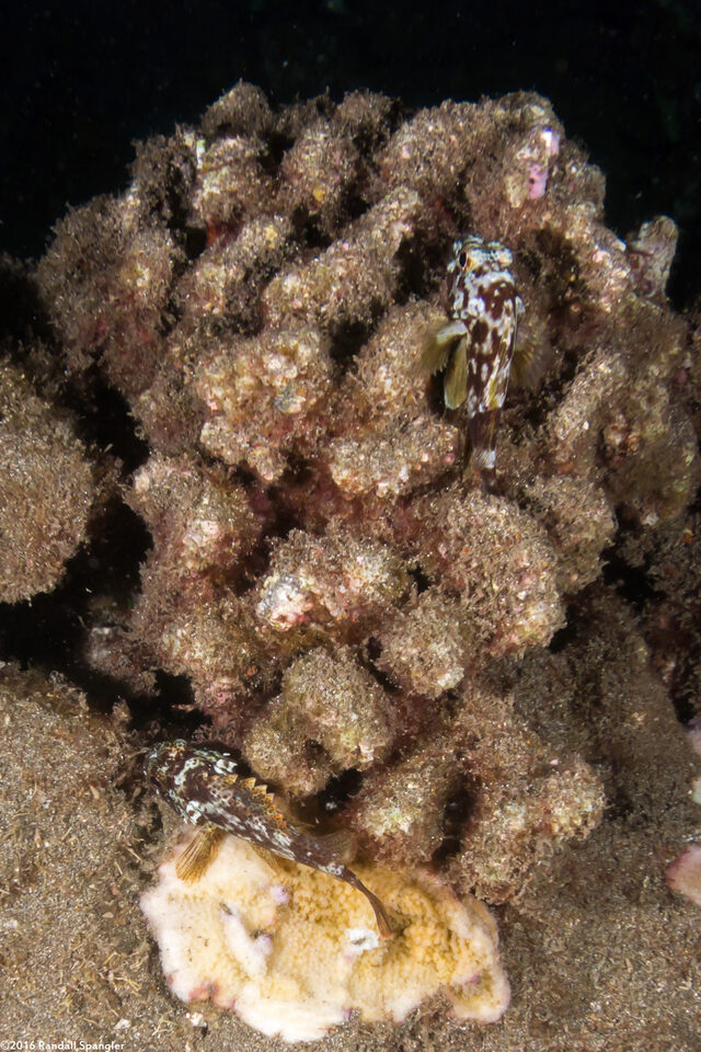 Sebastapistes coniorta (Speckled Scorpionfish)