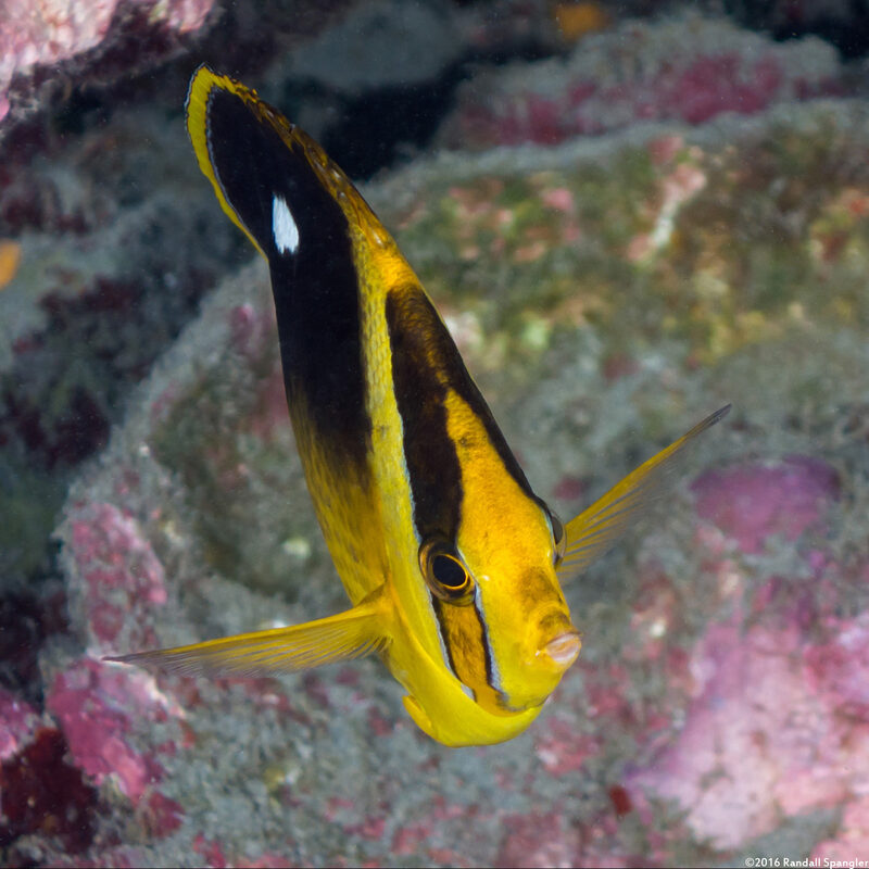 Chaetodon quadrimaculatus (Fourspot Butterflyfish)