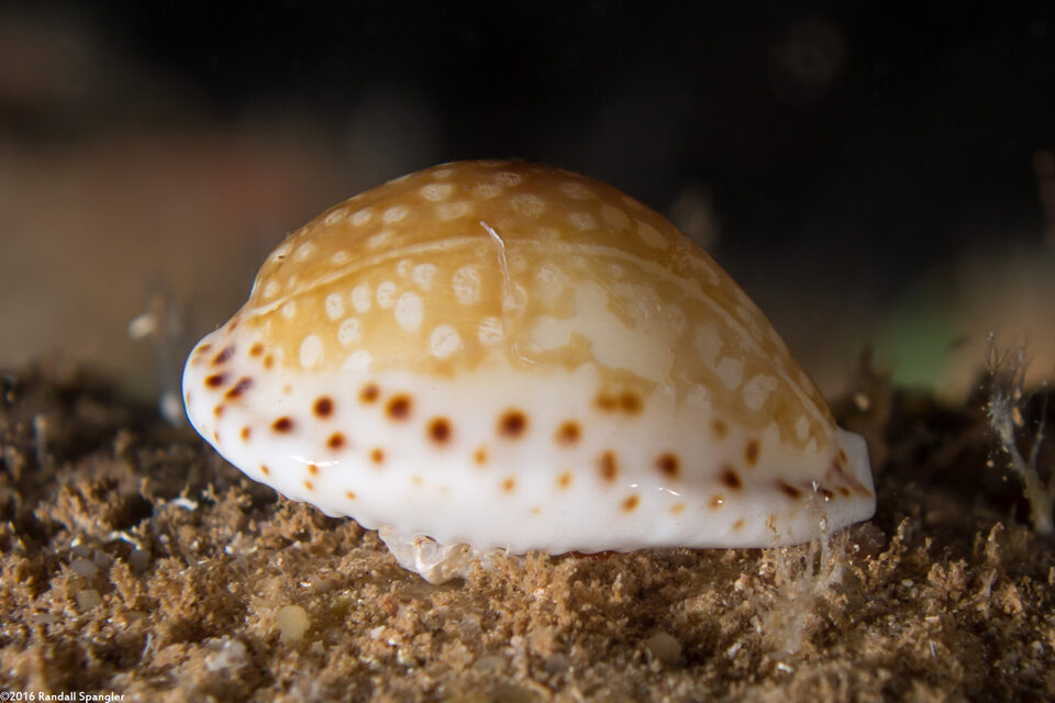 Cribrarula gaskoini (Gaskoin's Cowry)