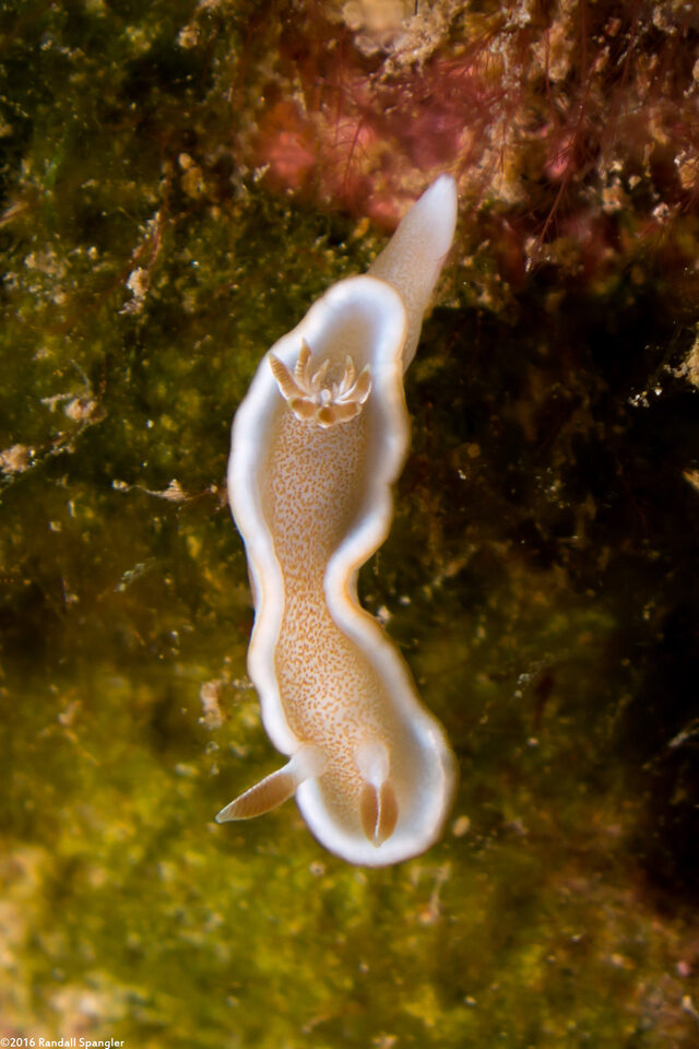 Glossodoris rufomarginata (White-Margin Nudibranch)