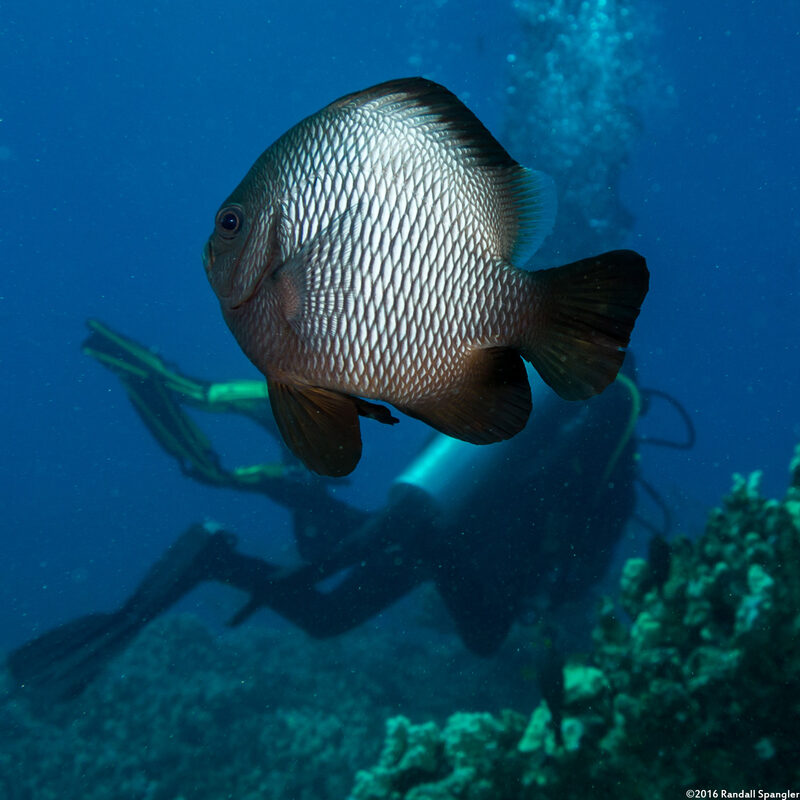 Dascyllus albisella (Hawaiian Dascyllus)