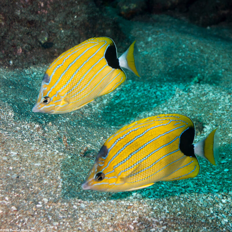 Chaetodon fremblii (Bluestripe Butterflyfish)