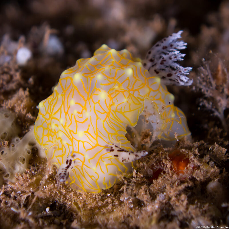 Halgerda terramtuentis (Gold Lace Nudibranch)