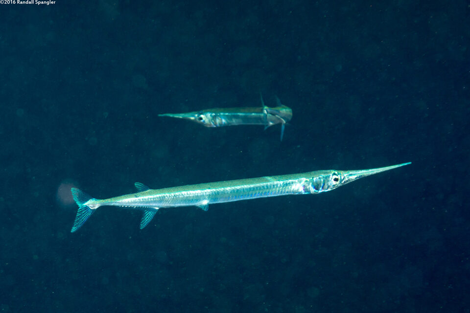 Platybelone argalus (Keeltail Needlefish)