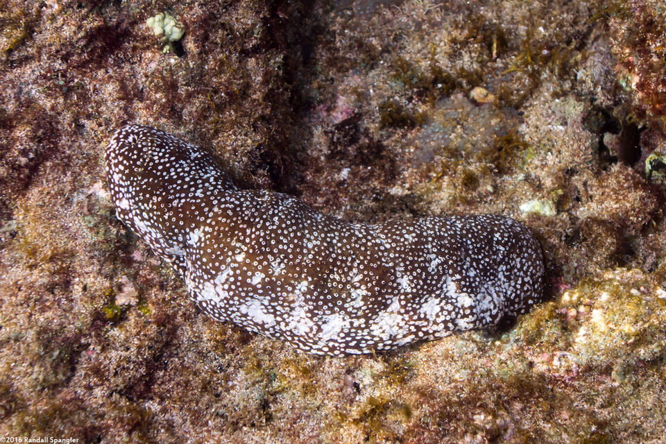 Actinopyga mauritiana (White-Spotted Sea Cucumber)