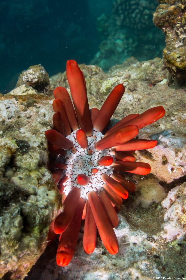 Heterocentrotus mamillatus (Red Pencil Urchin)