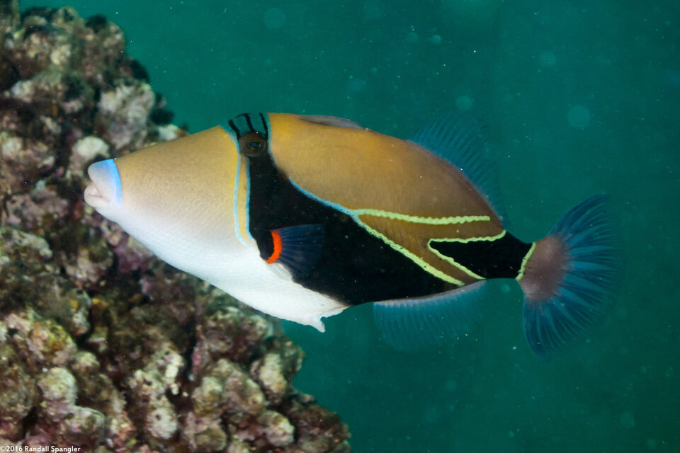 Rhinecanthus rectangulus (Wedgetail Triggerfish)