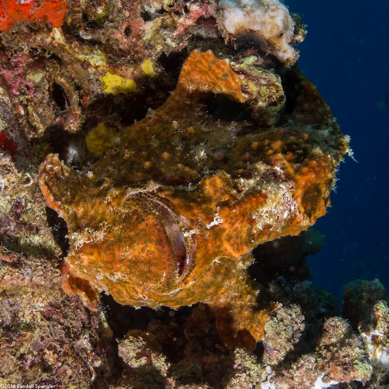 Antennarius commerson (Commerson's Frogfish)