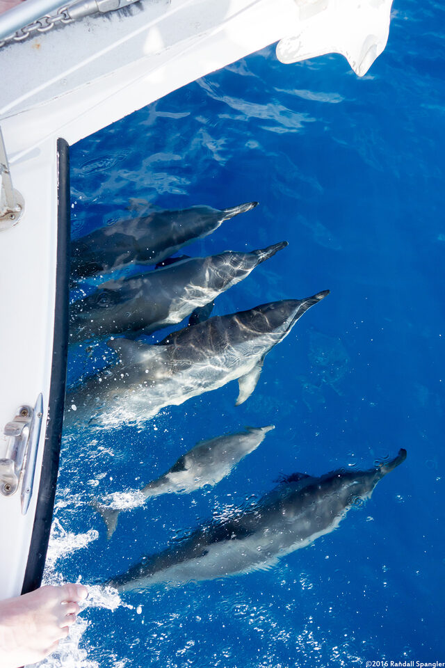 Stenella longirostris (Spinner Dolphin)