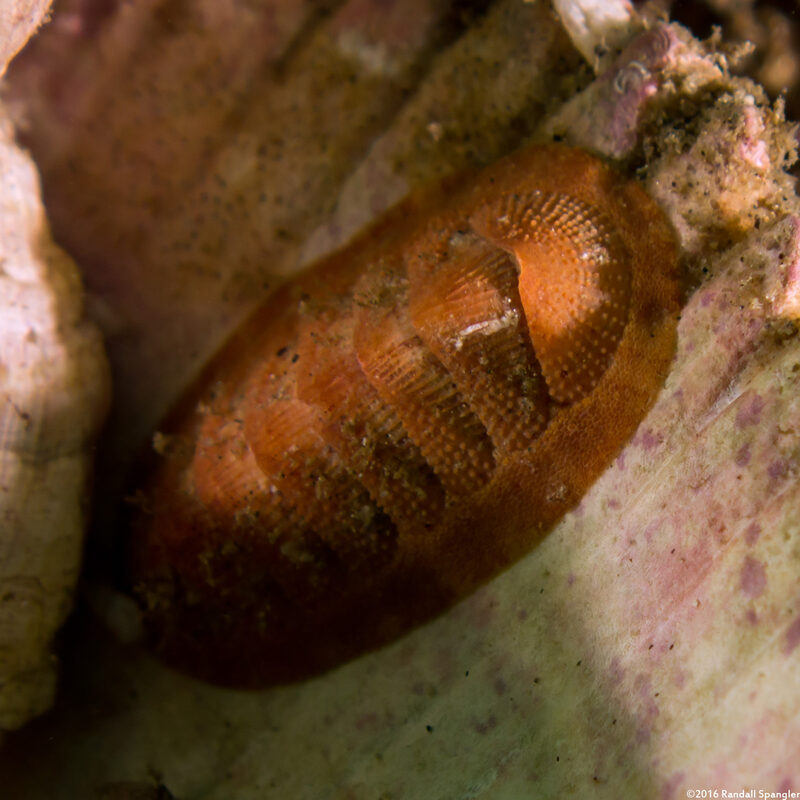 Lepidozona mertensii (Merten's Chiton)