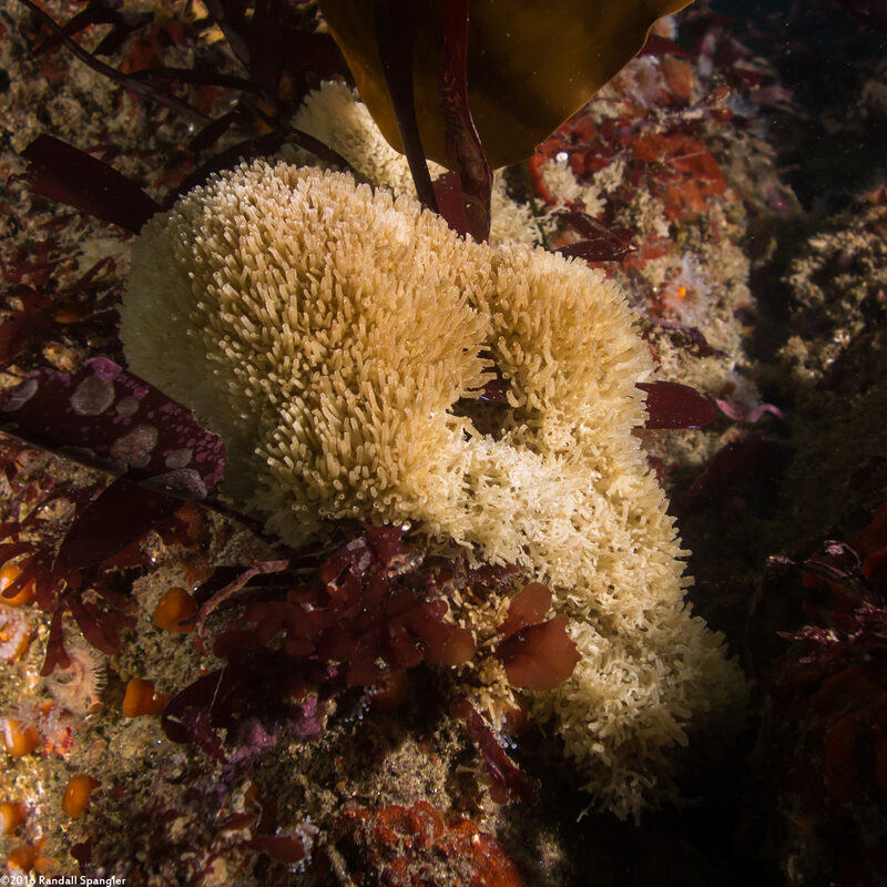 Leucosolenia eleanor (Tube Ball Sponge)