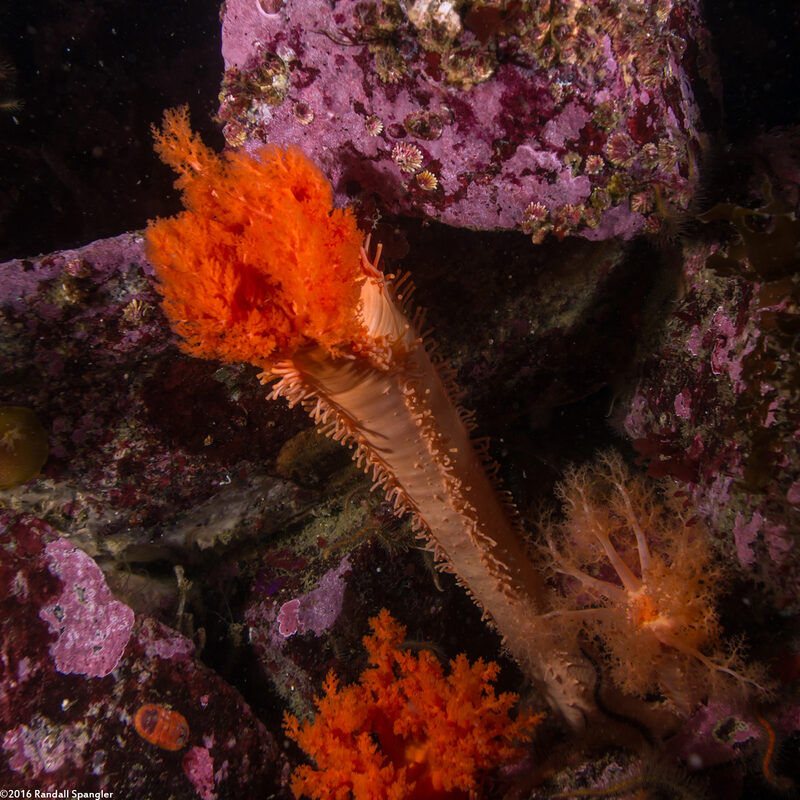Cucumaria miniata (Orange Sea Cucumber)