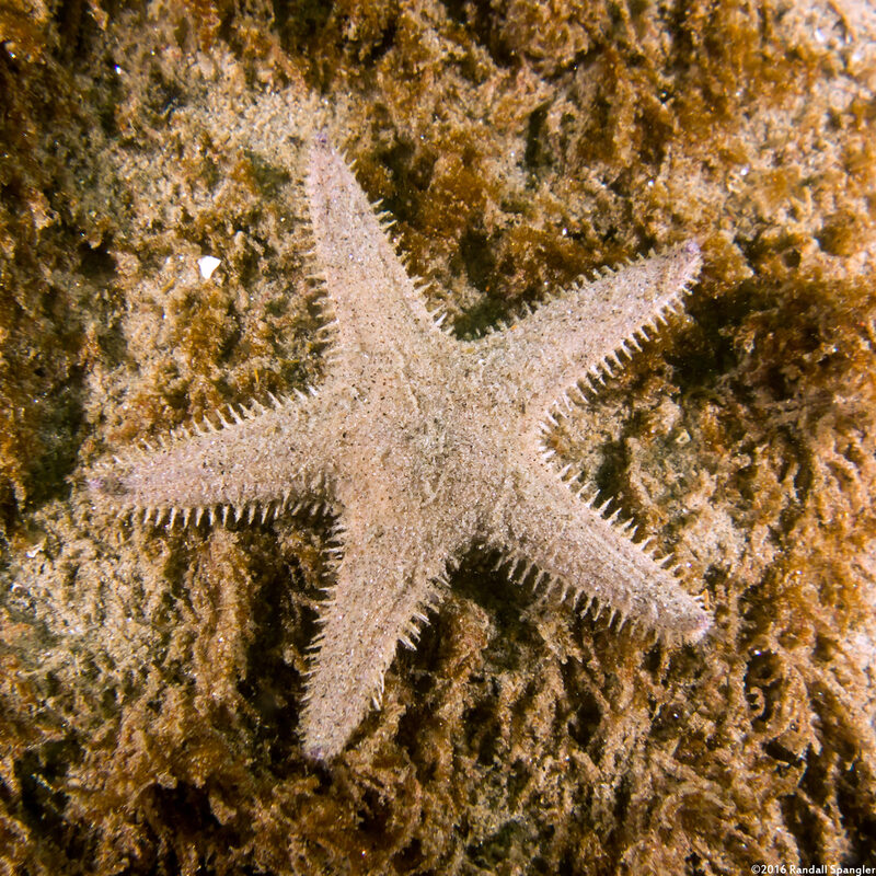 Astropecten armatus (Spiny Sand Star)