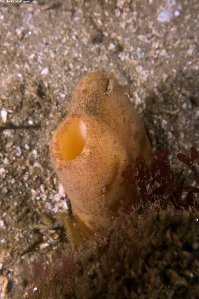Panopea generosa (Geoduck Clam)