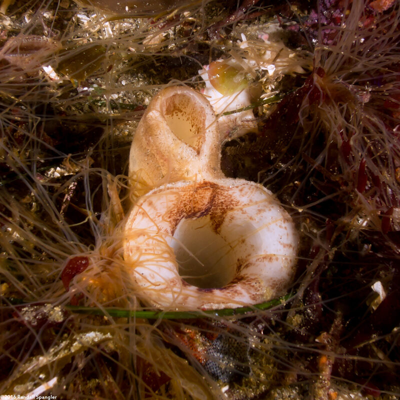 Panopea generosa (Geoduck Clam)