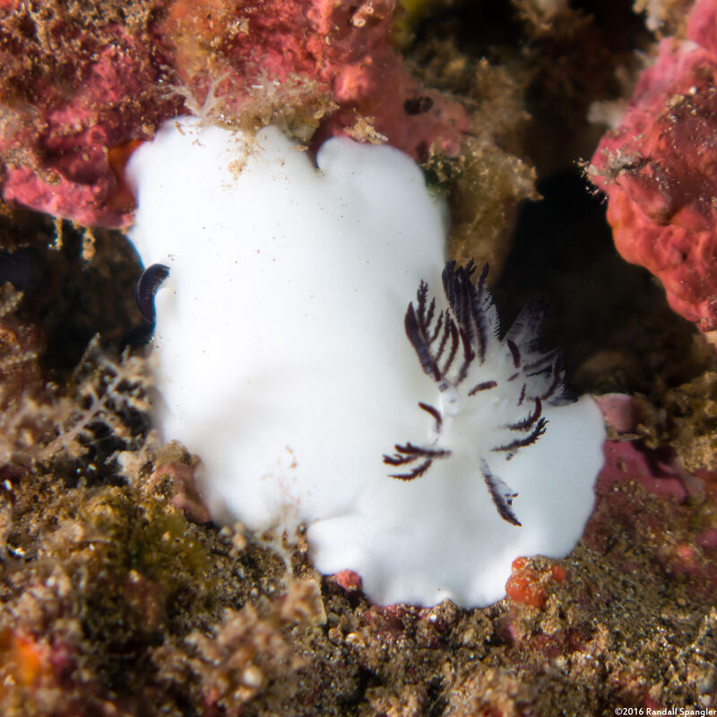 Hiatodoris fellowsi (Fellows' Nudibranch)