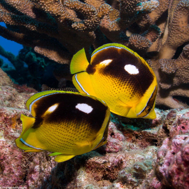 Chaetodon quadrimaculatus (Fourspot Butterflyfish)