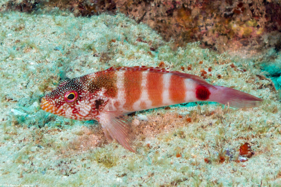 Cirrhitops fasciatus (Redbarred Hawkfish)