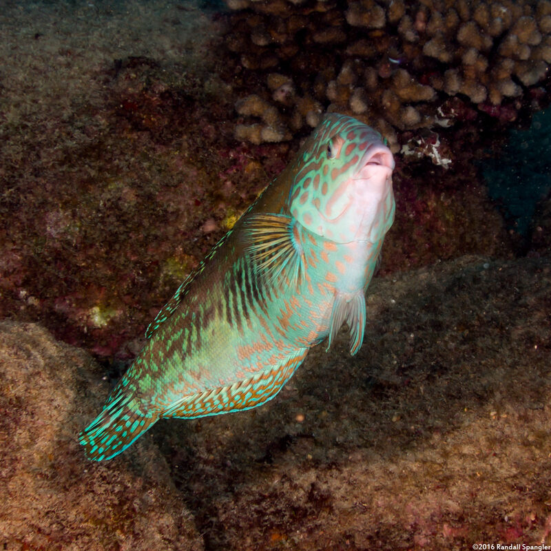Coris flavovittata (Blackstripe Coris)